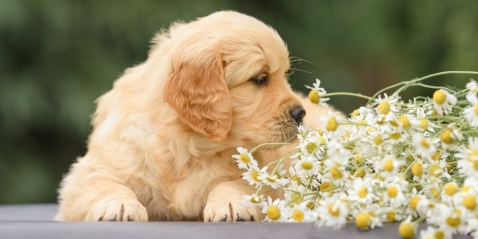 Ovo je najlepši pas na svetu: Evo da li je vaš ljubimac na listi (FOTO)