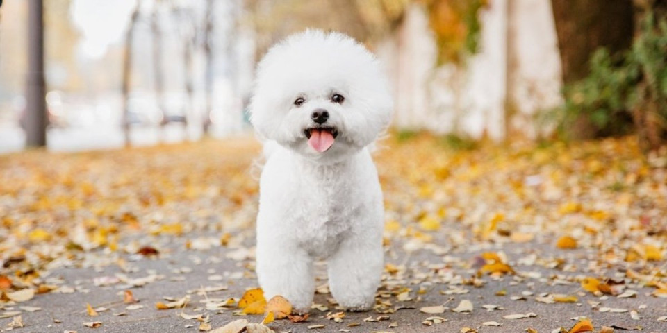 10 rasa pasa sa najkraćim životnim vekom: Često ne dožive ni 5. godinu (FOTO)