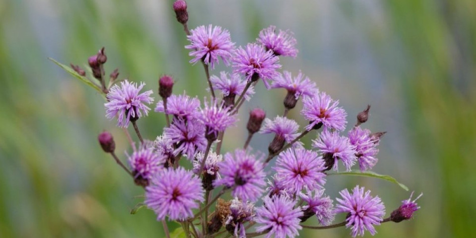 Nazvana po bendu, obožava svaku kuću: Biljka koja se lako neguje, a otporna je na sve bolesti