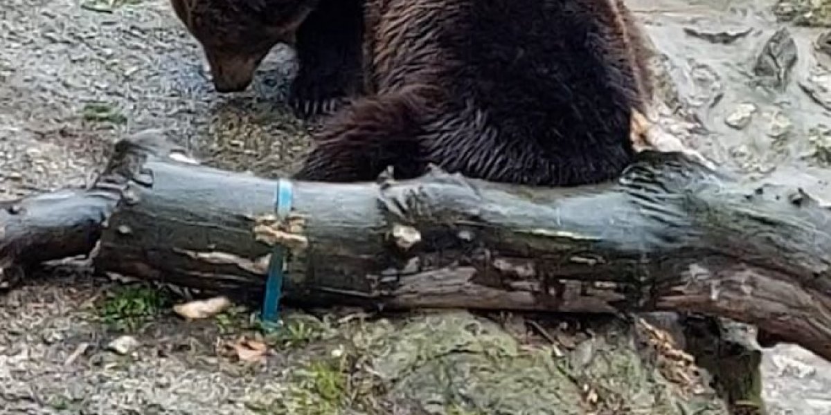 Mečke iz Beo zoo vrta 