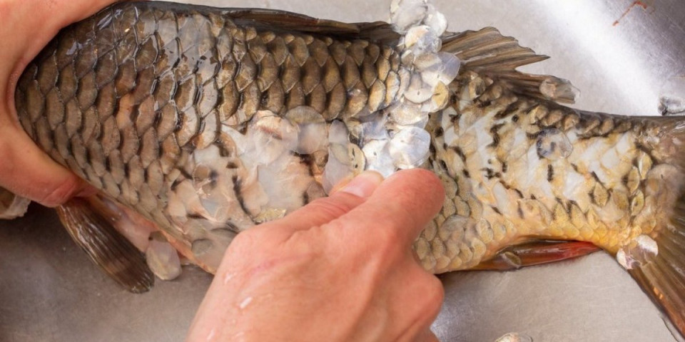 Krljušt sama spada: Brzi trik za čišćenje ribe koji provereno radi - bez nereda po kuhinji i muke