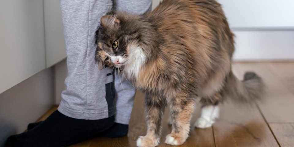 Mačka vam se stalno trlja o noge? Ovo je pravo značenje tog ponašanja