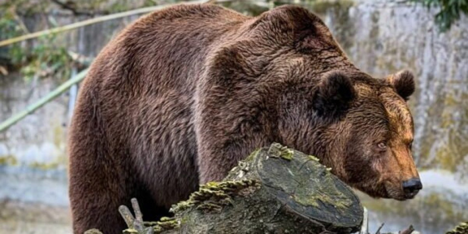 Ma kakva zima više: Medeni se već okupao u jezeru
