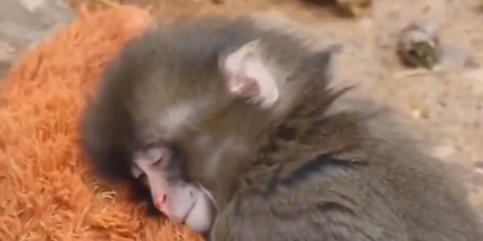 Svet plače zbog malog Panča! Majmunče ostalo samo na svetu, utehu pronašlo u plišanom zagrljaju (VIDEO)