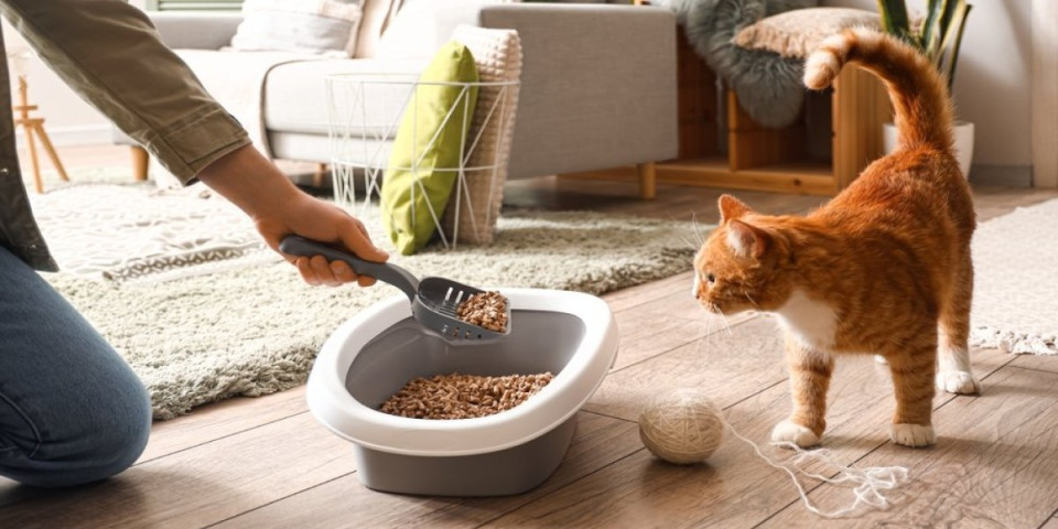 Koliko često treba da menjate mačji pesak? Sačuvajte zdravlje ljubimca