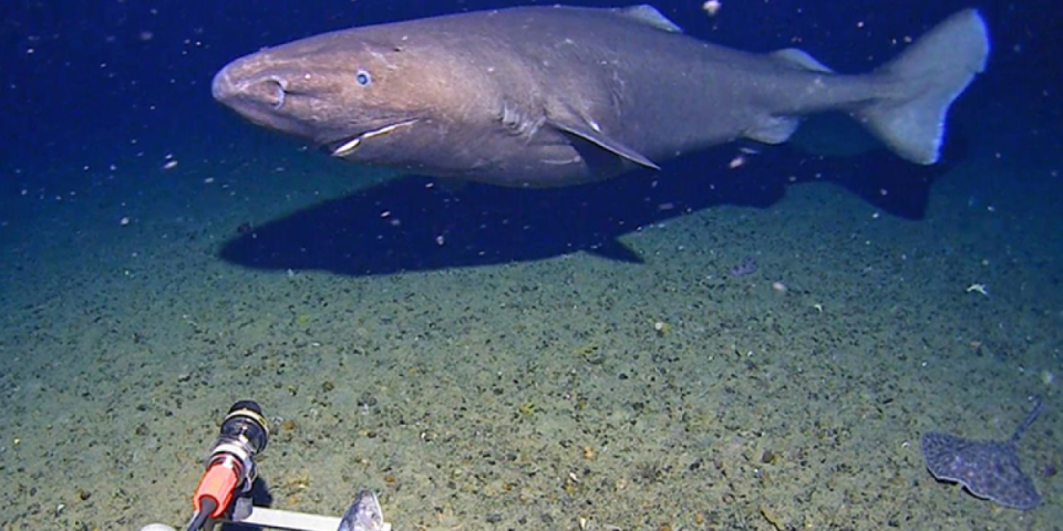 (VIDEO) Neman koja ledi krv u žilama! Naučnici zabezeknuti, ovo ne bi smelo da bude ovde - na dnu mora su pronašli nešto jezivo