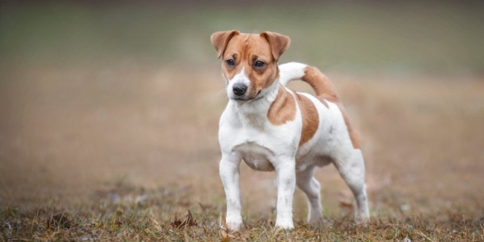 Ovaj detalj može spasiti vašeg psa - proverite njegovu krvnu grupu odmah