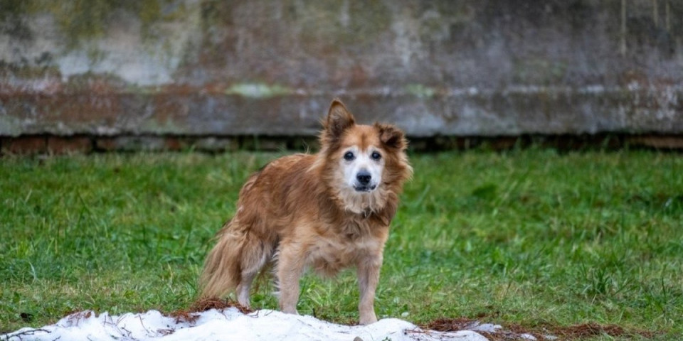 5 rasa pasa koje vlasnici najčešće napuštaju: Završe u azilu ili na ulici (FOTO)