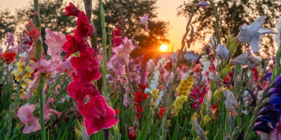 Bašta na koju će sve komšije biti ljubomorne: Evo kako da vam gladiole dostignu i do 2 metra