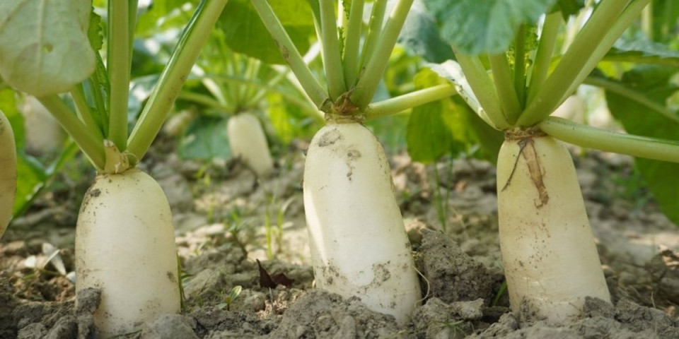 Pomažu kod raka i zdravlju jetre i želuca: Ovo povrće je blago, ali jedna grupa ljudi nikako ne sme da ga jede