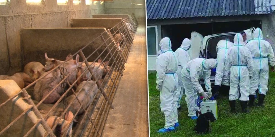 Afrička kuga svinja preti Mačvi?! Od virusa nema leka, uvedene ove mere biozaštite