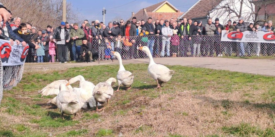 Tuča u Mokrinu nasred ulice: Niko ne sme da im priđe (VIDEO)