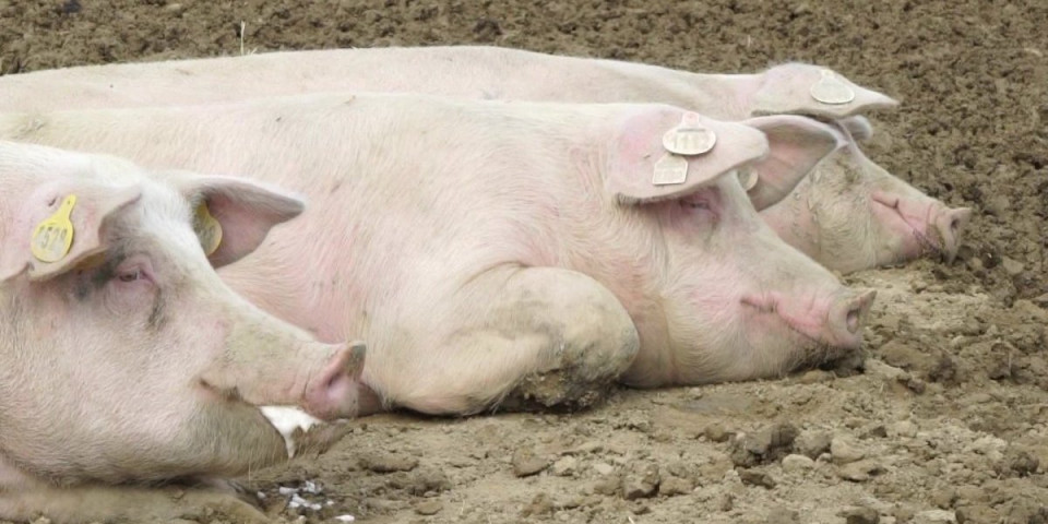 Afrička kuga stigla i ovde: Uprava za veterinu hitno reagovala