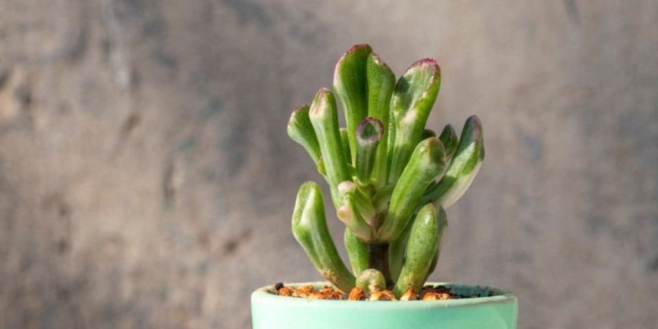 Novi trend u domovima: Sobna biljka "Šrekove uši" osvajaju Instagram (FOTO)