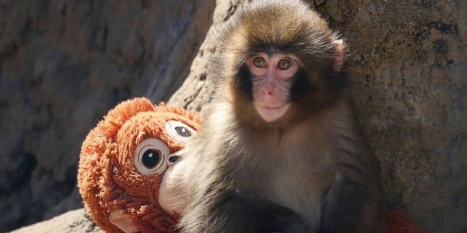 Majmunče Panč je sada glavni u društvu: Napustio plišanu igračku i pokazuje ko je gazda