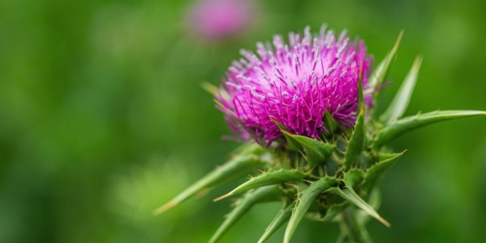 Biljka koja regeneriše jetru: Pomaže organizmu da se izbori sa upalama i toksinima (FOTO)