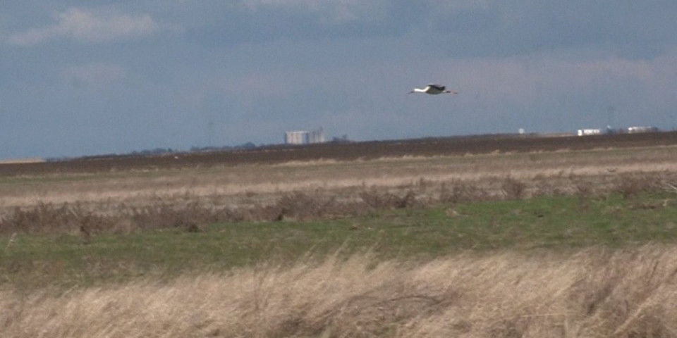 Prevalio je 5.000 kilometara do Srbije: Sad je kao svoj na svome