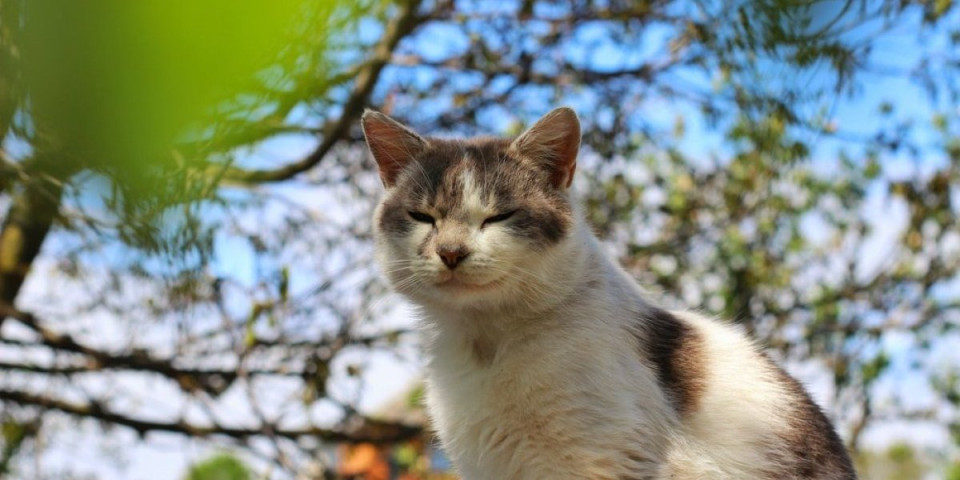 Mačja misterija razotkrivena: Zatvaranje očiju dok jede ima skriveno značenje