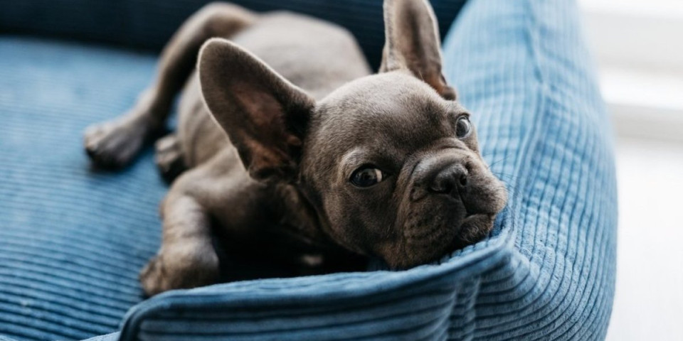 Veterinari otkrili istinu: Koliko često treba da perete krevet svog psa – većina ovde greši