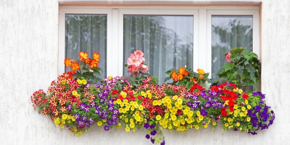 Novo raskošno cveće koje svi sade ove sezone: Daje bujne i šarenolike cvetove i izgleda kao iz časopisa