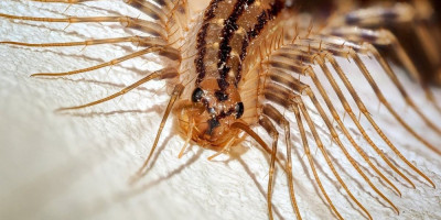 Pronaći stonogu u domu može izazvati iznenađenje, ali njen dolazak uglavnom nije opasan.