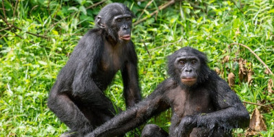 Spašene šimpanze u utočištu u Sijera Leoneu prvi put su videle balone od sapunice, a njihova reakcija puna oduševljenja raznežila je svet.