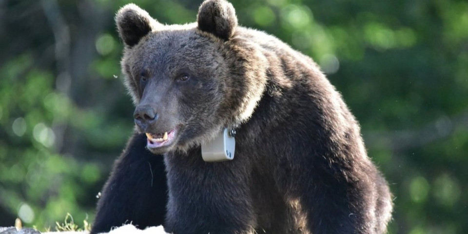 Medved Bora se vratio na Jadovnik: Poštujući narodno verovanje, meštani znaju šta to znači