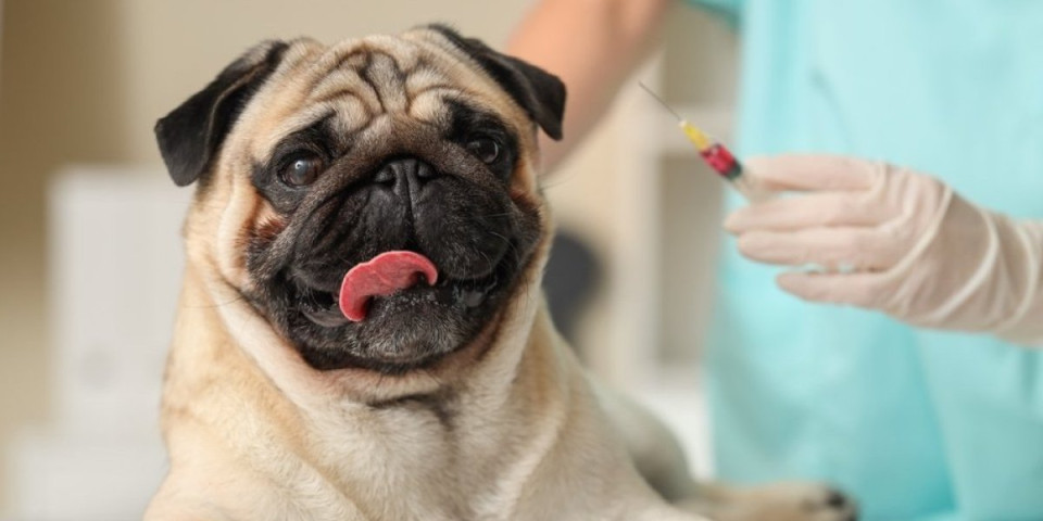 3 rase pasa traže najviše pažnje: Stručnjaci otkrivaju da su najzahtevniji za čuvanje (FOTO)