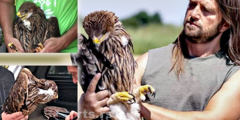 Oslobođen srpski orao Krstaš! Feliksa zarobili krijumčari na Bliskom istoku, evo kada stiže u Srbiju