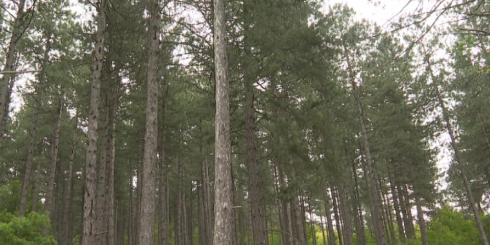 Tri prirodne lepote Srbije pred vratima Unesko: Da svet vidi