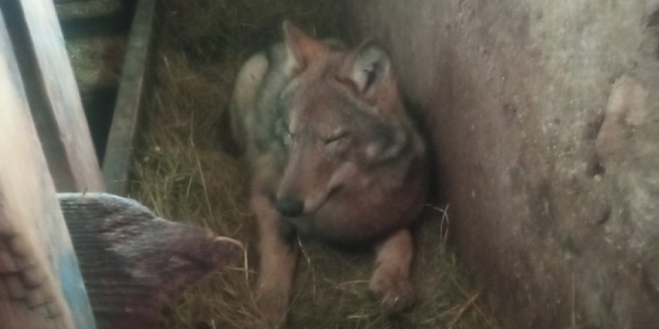 Šok prizor: Radnici oči u oči sa zverkom (FOTO)