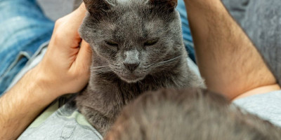 5 razloga zašto mačka gnječi šapama vlasnika: Iznenadiće vas šta vam ljubimica time poručuje
