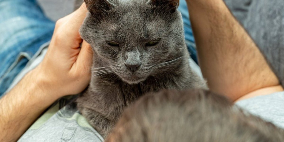 5 razloga zašto mačka gnječi šapama vlasnika: Iznenadiće vas šta vam ljubimica time poručuje