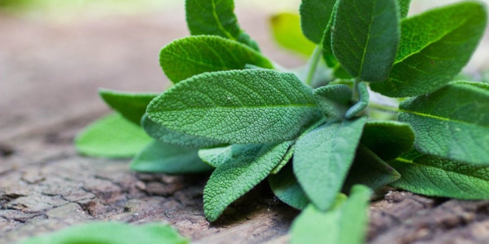 Biljka koja poboljšava san: Popijte šolju napitka pred spavanje i budićete se odmorni svako jutro