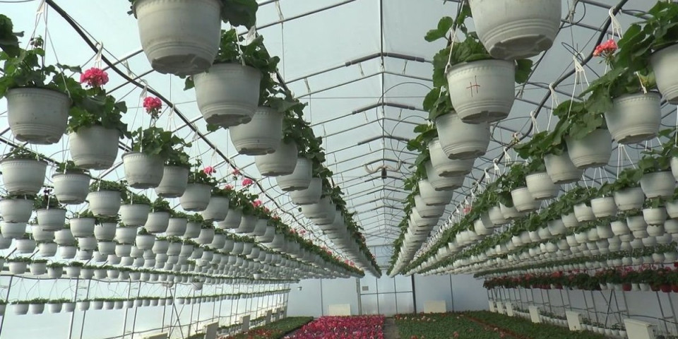 Stižu prve pare: Za biznis porodice iz Topole mart je ključan