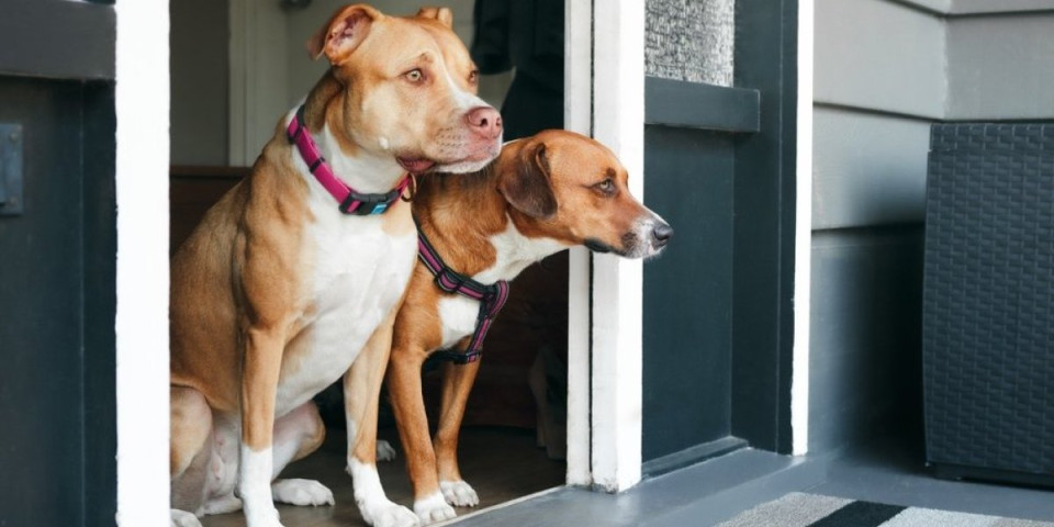 Zašto vas pas uvek čeka na pragu? Otkriven pravi razlog takvog ponašanja - nije odanost