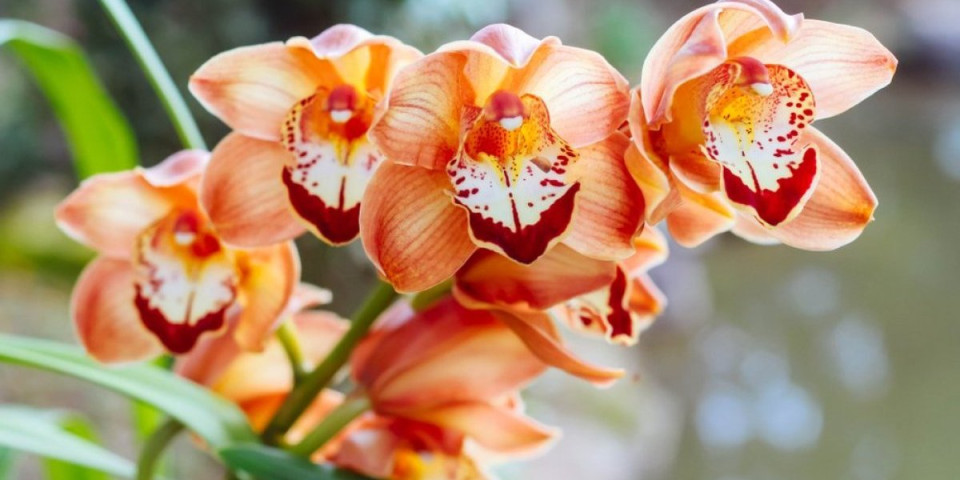 Kako da izaberete orhideje koje cvetaju? 2 stvari su ključne - ovo su znaci da je biljka zdrava