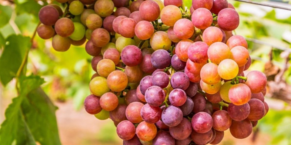 Bobice koje imamo na dohvat ruke produžavaju život: Zapanjujuće otkriće - usporavaju starenje i odlažu bolesti