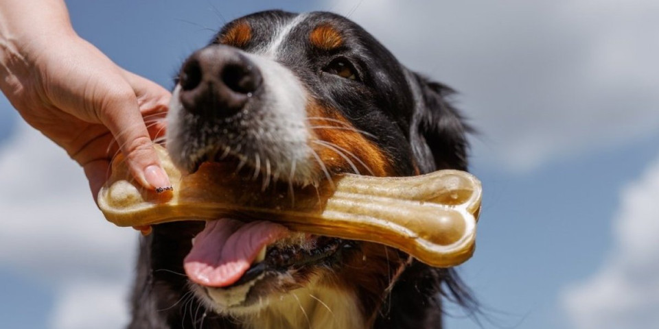 Razlog je pretužan: Evo zašto psi zakopavaju kosti - drevna navika koja tera suze na oči