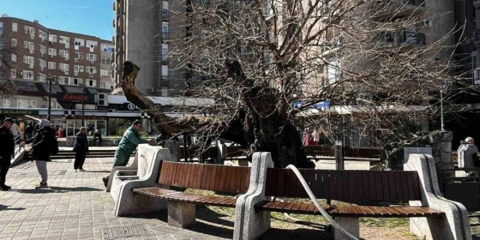 Otkriveno kako se zapalio Karađorđev dud! Evo ko je kriv za izazivanje požara