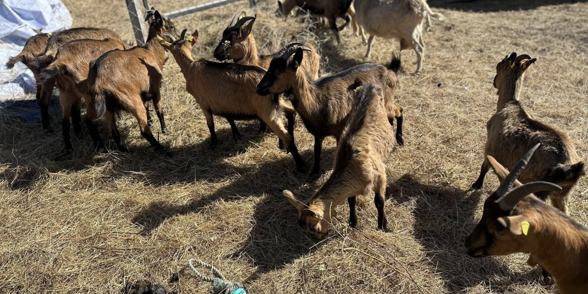 Milka, Zlatana, Branka, Rogica, Maja...