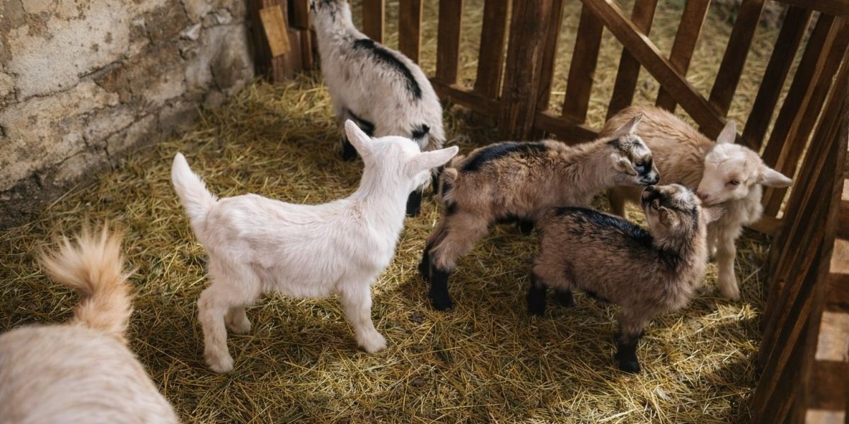 Pet jarića postali su atrakcija u Zaplanju

