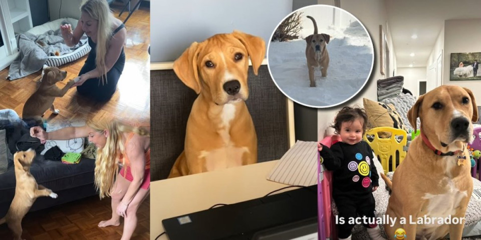 Hteli malog ljubimca, a dobili džina: Čivava izrasla u psa od 43 kilograma - istina ih šokirala (VIDEO)