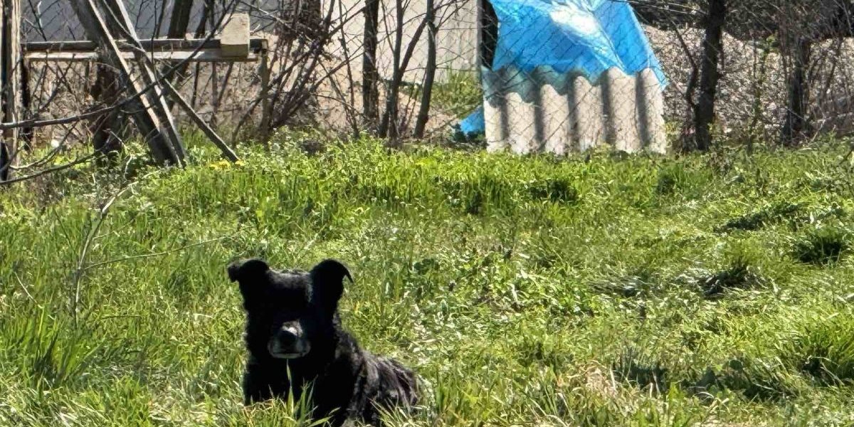 Kuče čuva izgorelukuću