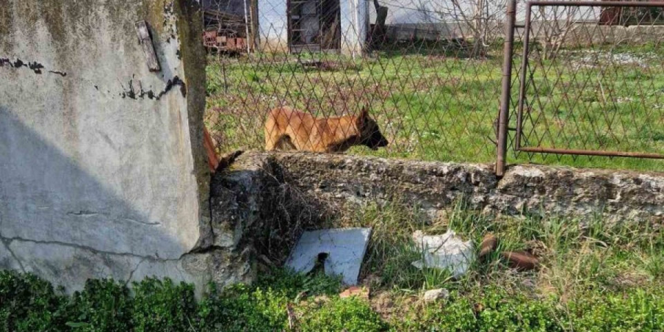 Pas ušetao i krvnički ščepao dete (4) za nogu: Užas u Prokuplju (FOTO)