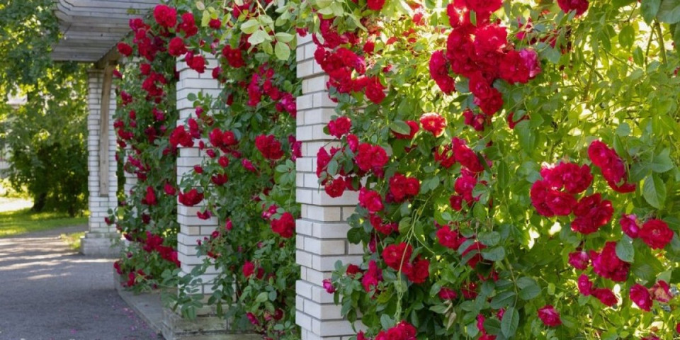Cveće koje pretvara dvorište u bajku: Evo kada i kako pravilno zasaditi ruže penjačice