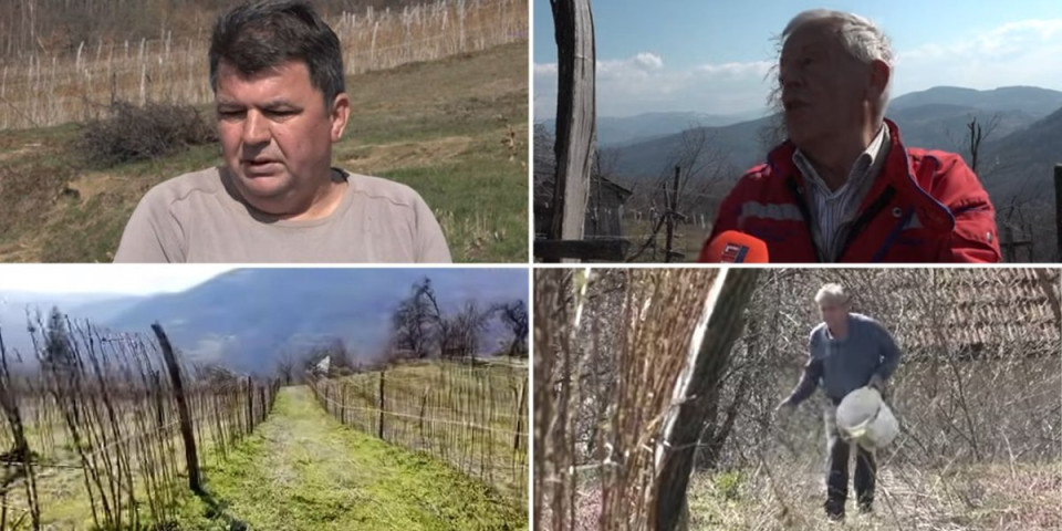 Malinari s nevericom gledaju u nebo: Sneg i mraz prete tek propupalom voću, ovo je prognoza