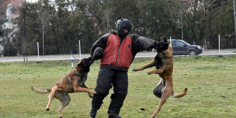 Od njih se ne može pobeći! Ovako se radi dresura službenih pasa Vojske Srbije (FOTO)