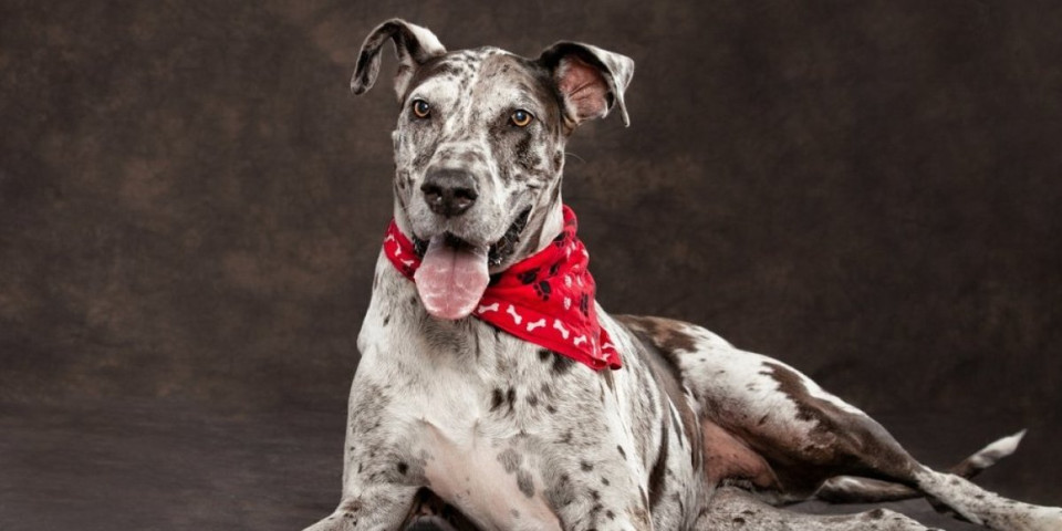 Najlepši pas na internetu: Doga Kona zapalila mreže - ljudi trljaju oči kad je vide (VIDEO)