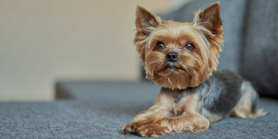 Ovo su 3 najtraženije rase pasa: Porodice ih obožavaju, a razlozi će vas iznenaditi